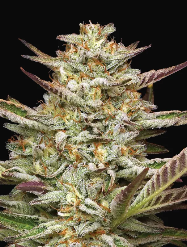 Gazzurple