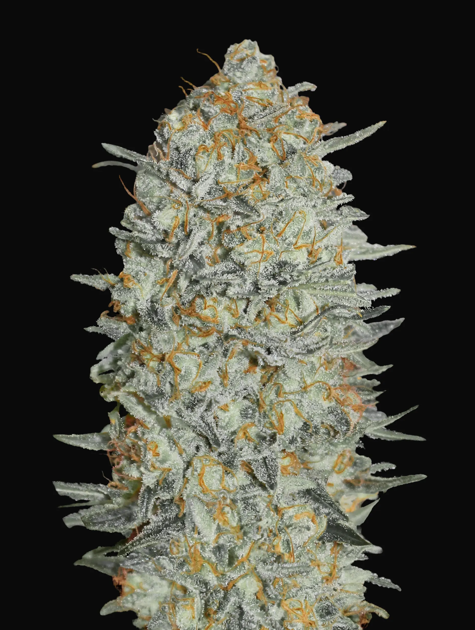Gelato 33