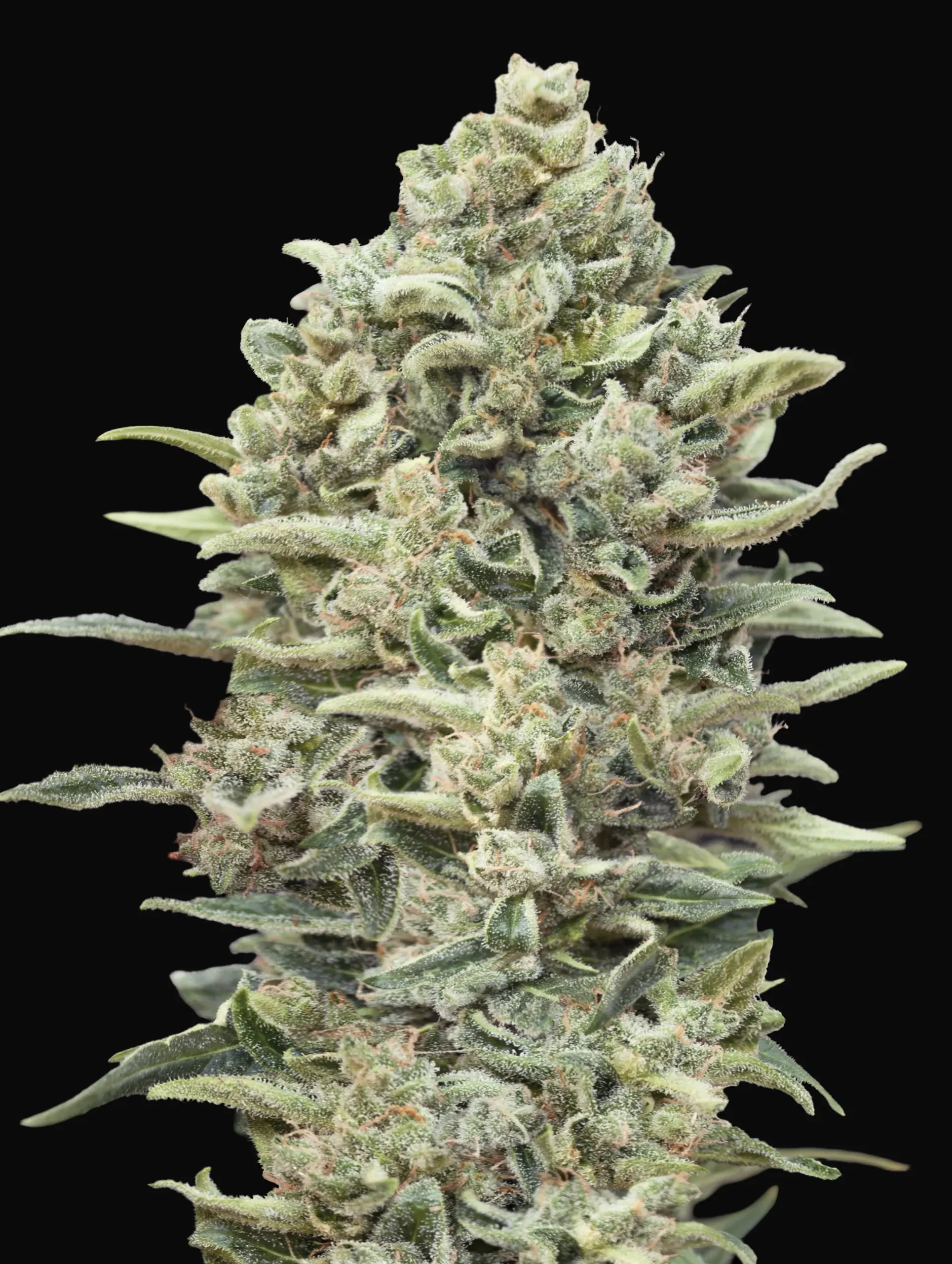 Gelato 33 Fast