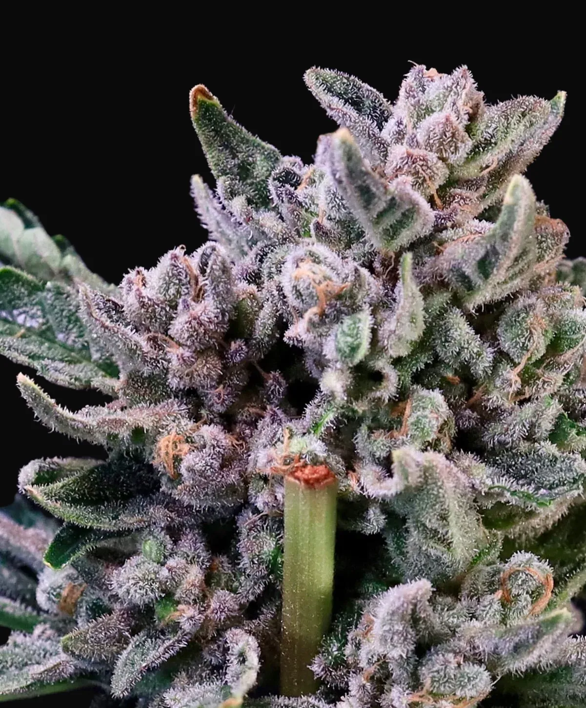 Gelato 41