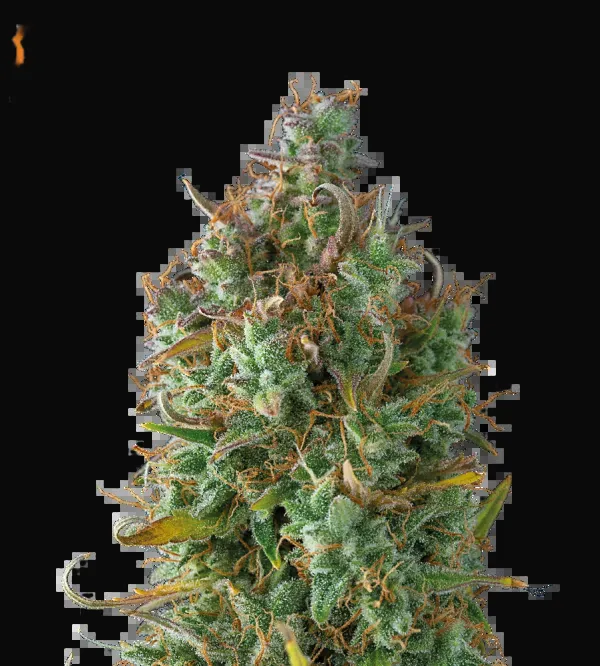 Gelato 41 Auto