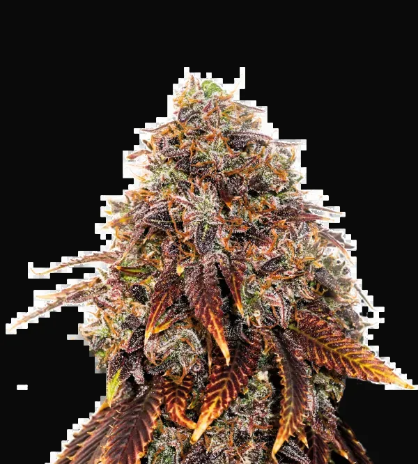 Gelato 41