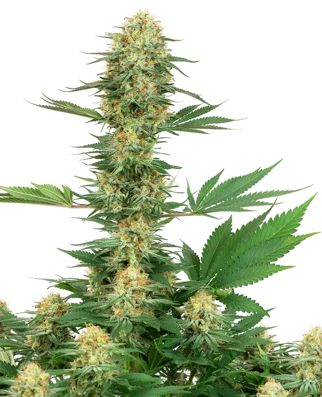 Gelato #420 Feminized