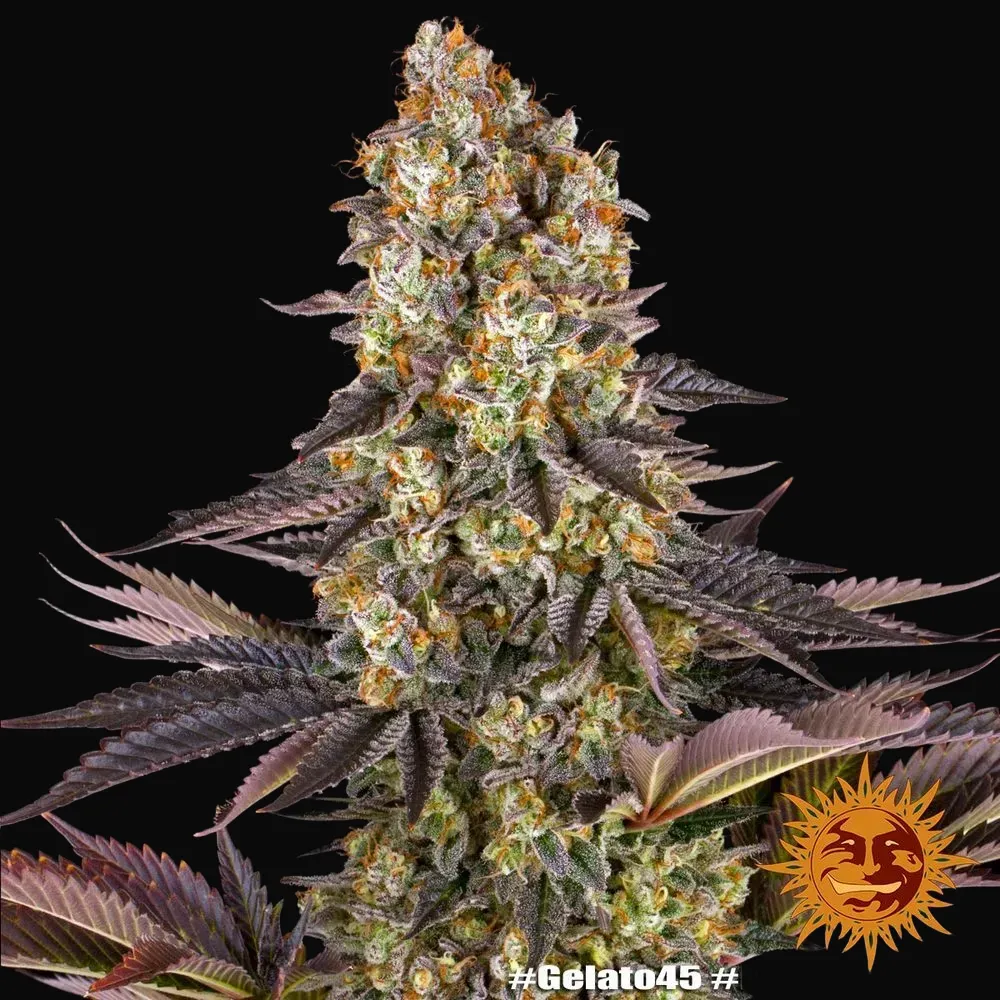 Gelato #45