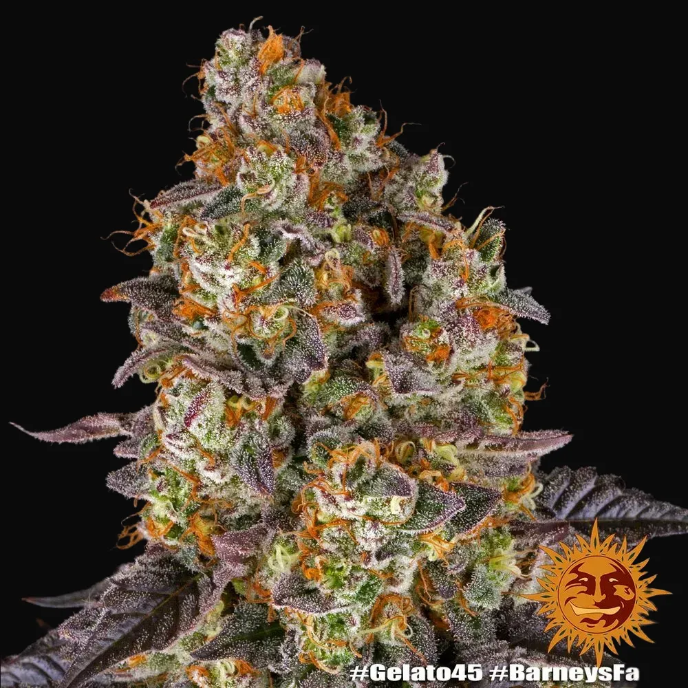 Gelato #45