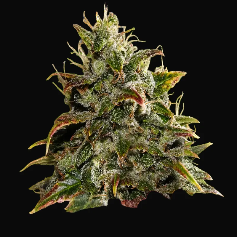 Gelato Auto