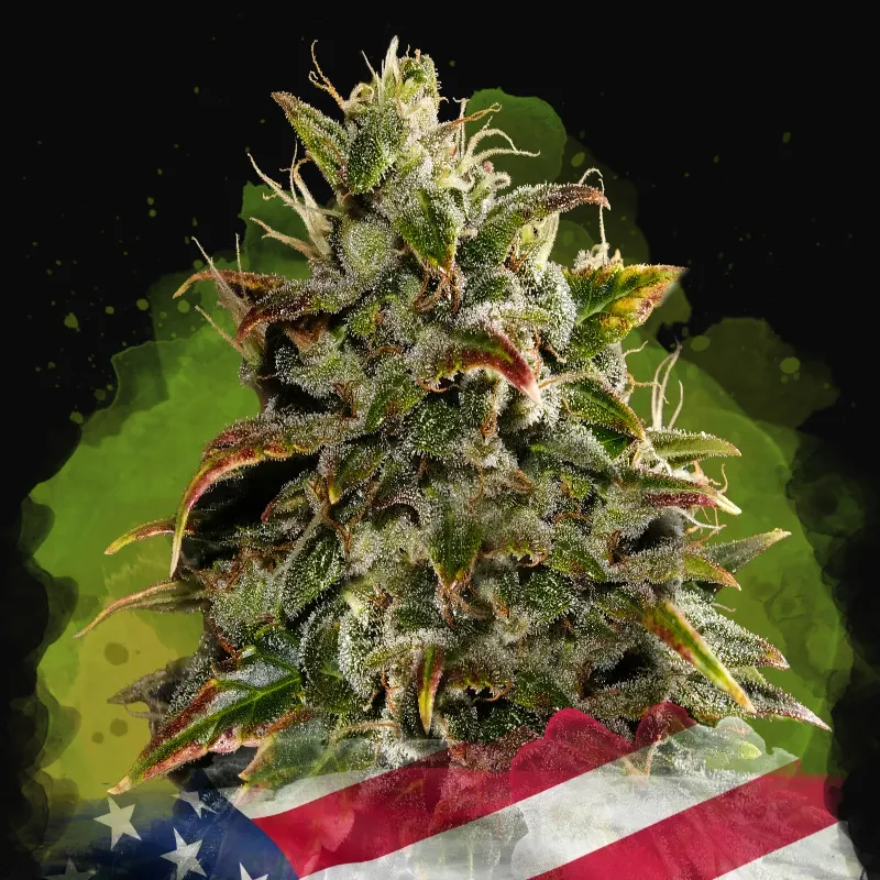 Gelato Auto