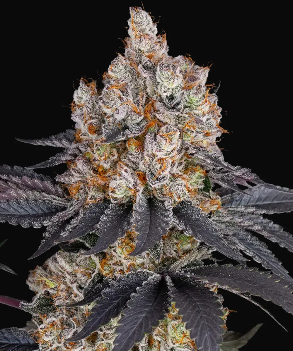 Gelato