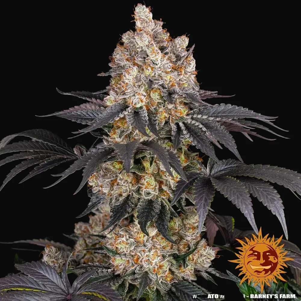 Gelato