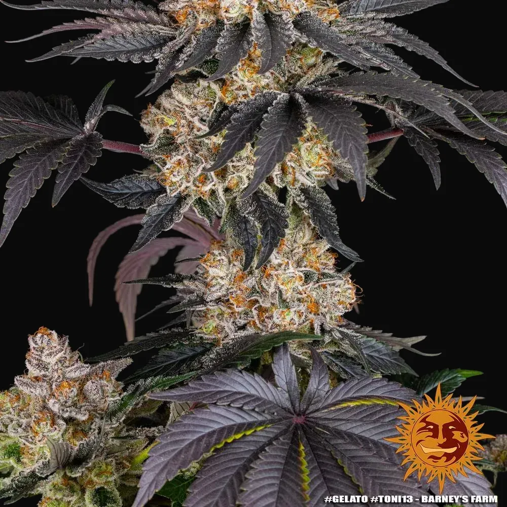 Gelato