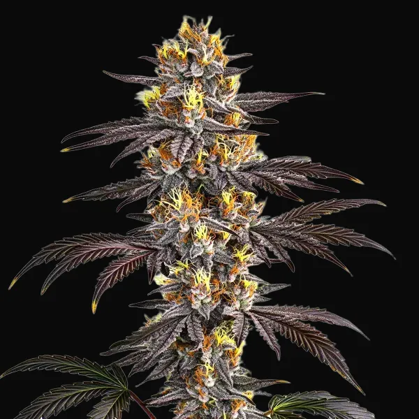 Gelato