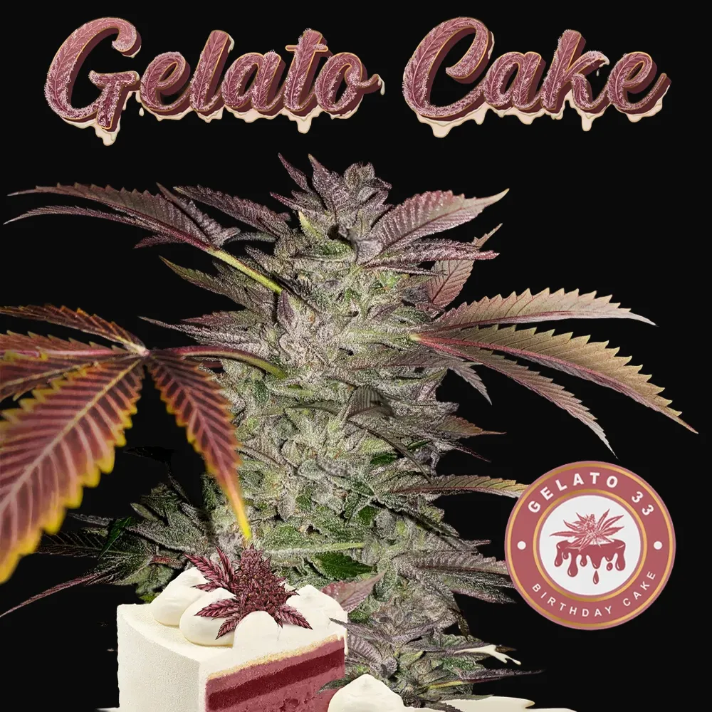 Gelato Cake