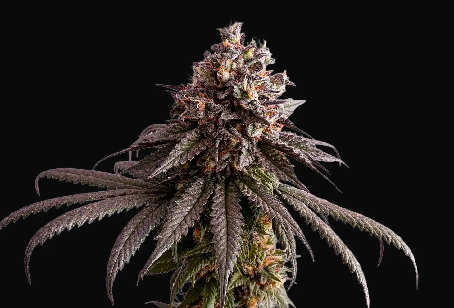 Gelato-K
