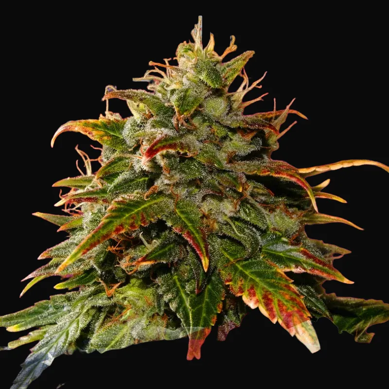 Gelato