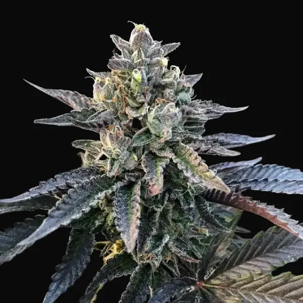 Gelato Sorbet