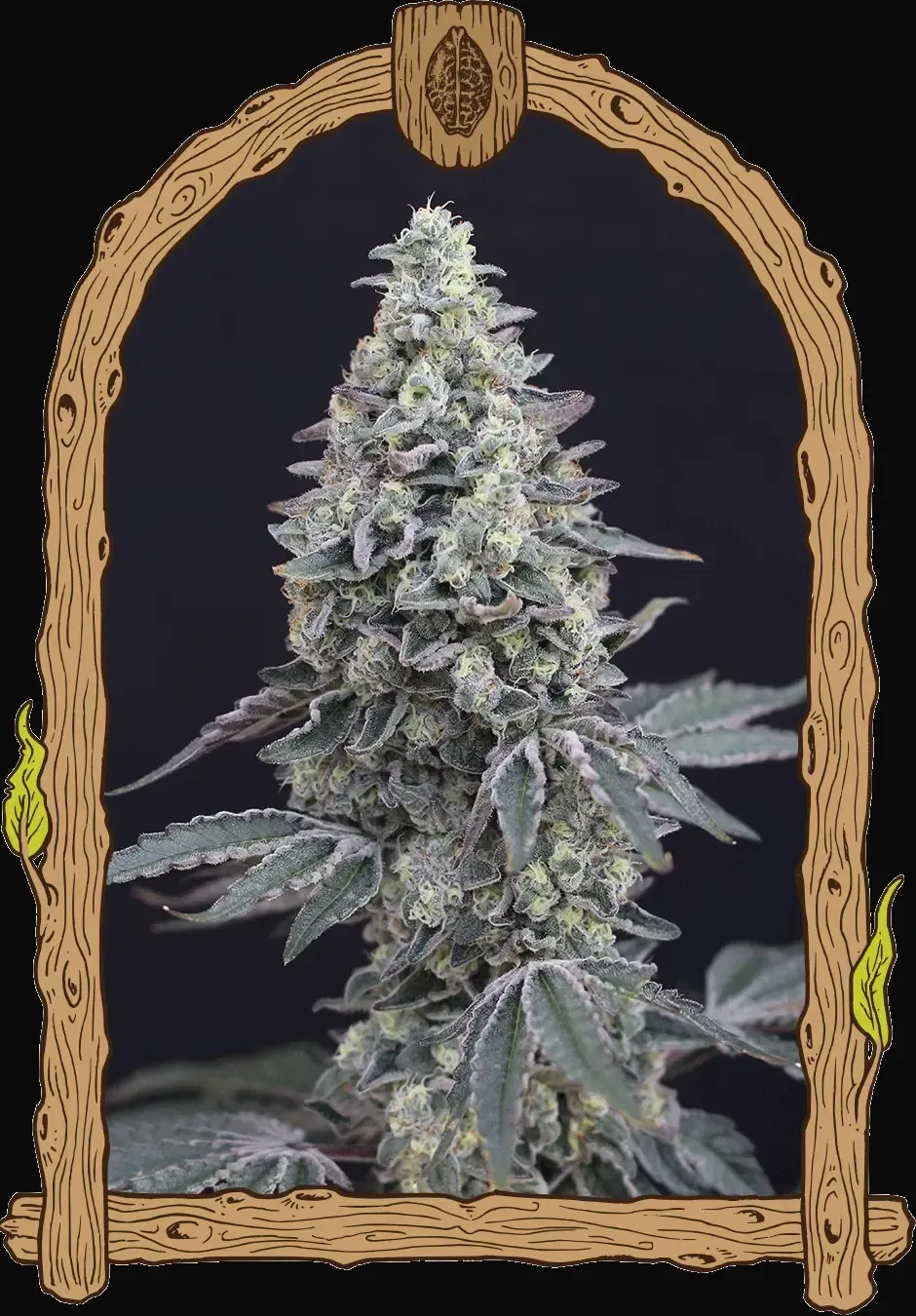 Georgia Cream Auto