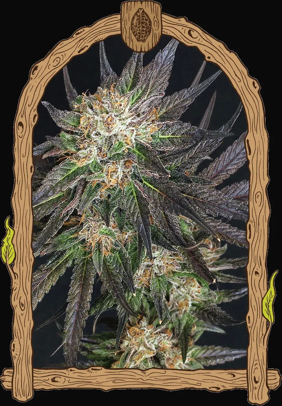 Georgia Cream