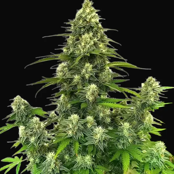GG4 Autoflower
