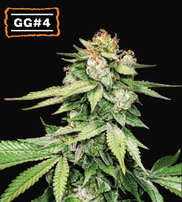 GG4 Auto