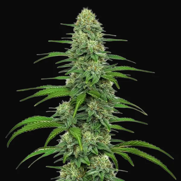 GG4