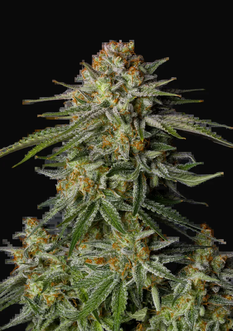 GG4 Sherbet FF