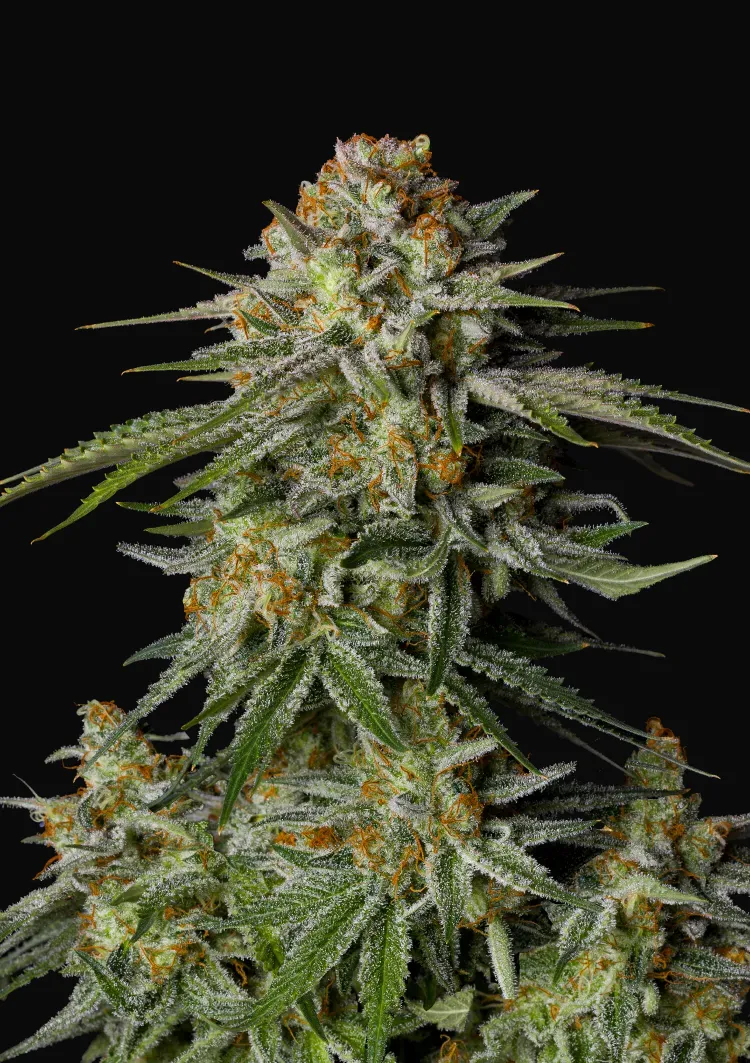 GG4 Sherbet FF