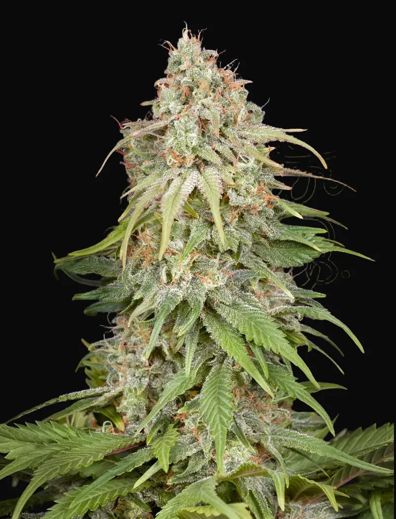 GH Amnesia