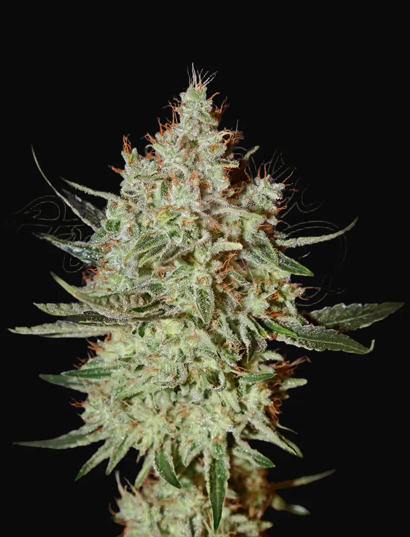 GH Cheese