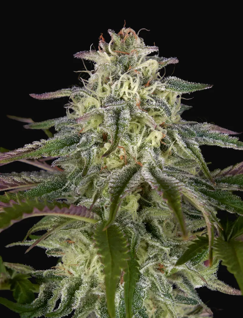 GH Cheese x Lemon Wookie Glue