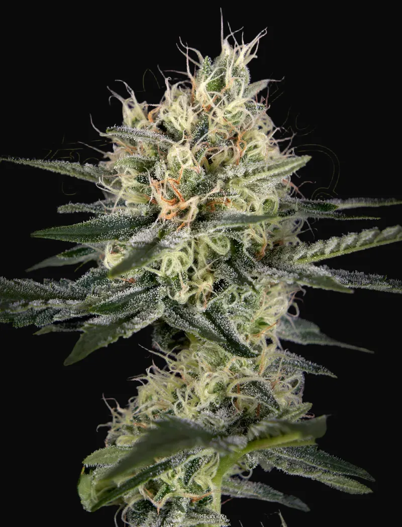 GH Cheese x Pineapple x Chemdog
