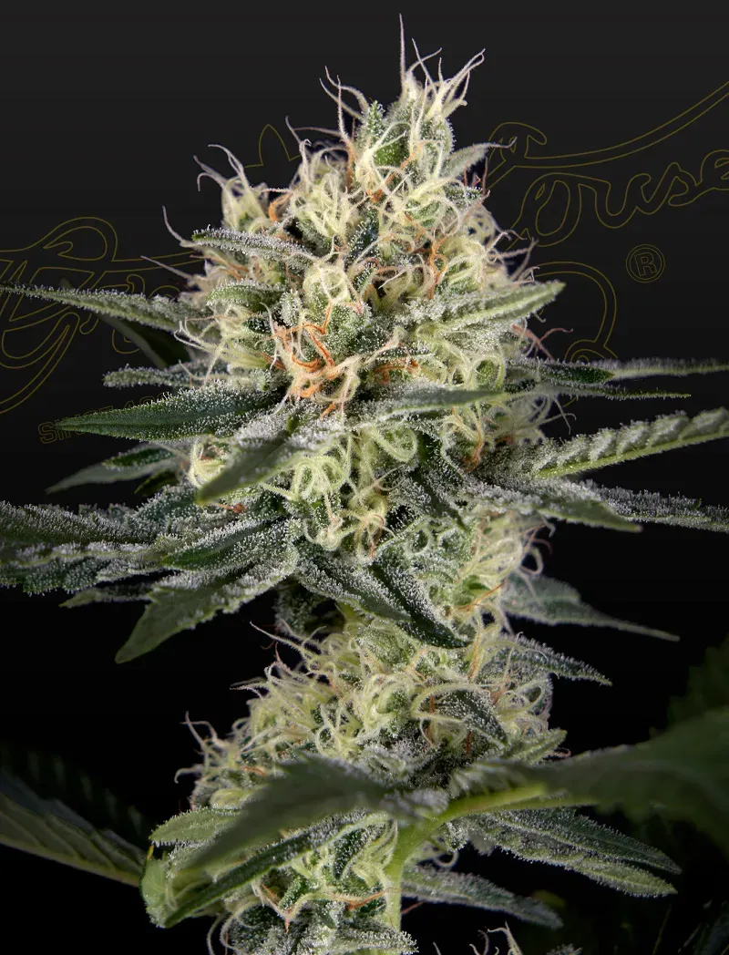 GH Cheese x Pineapple x Chemdog