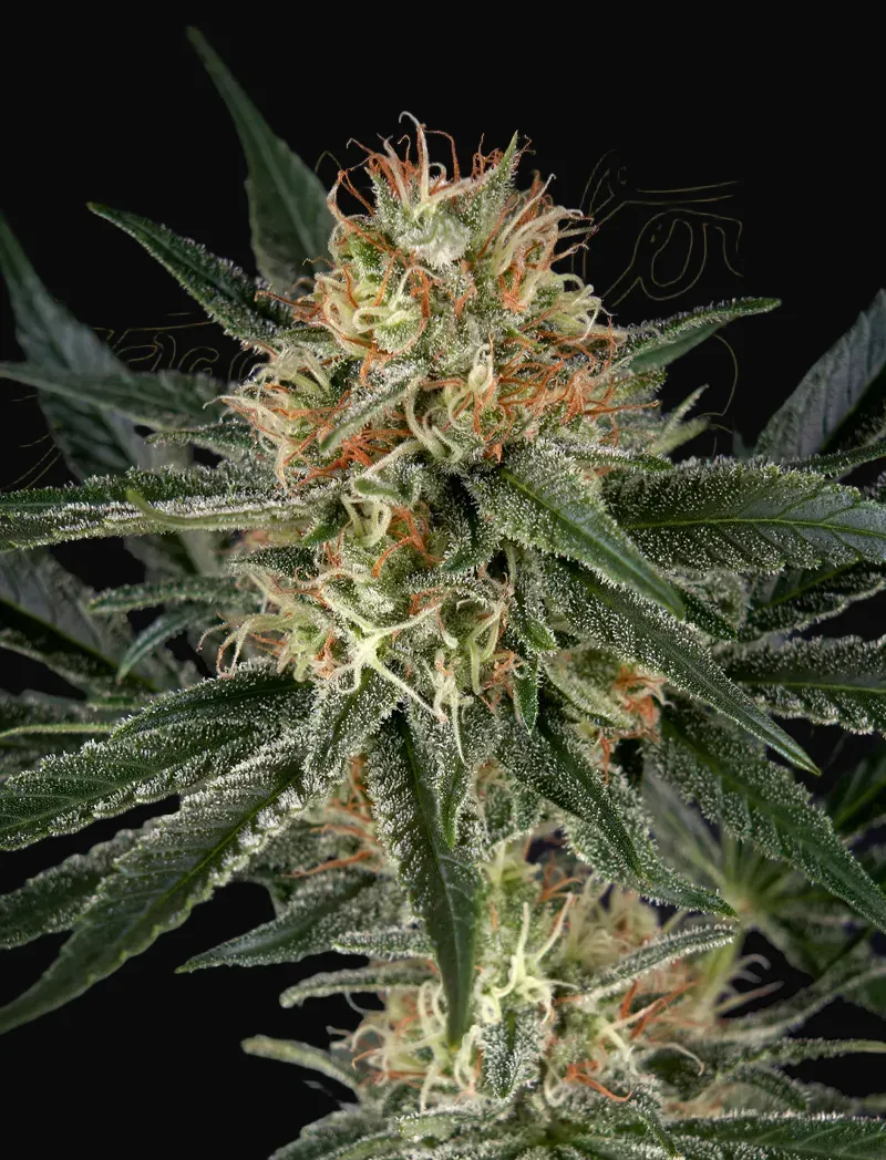 GH Cheese x Sour Banana
