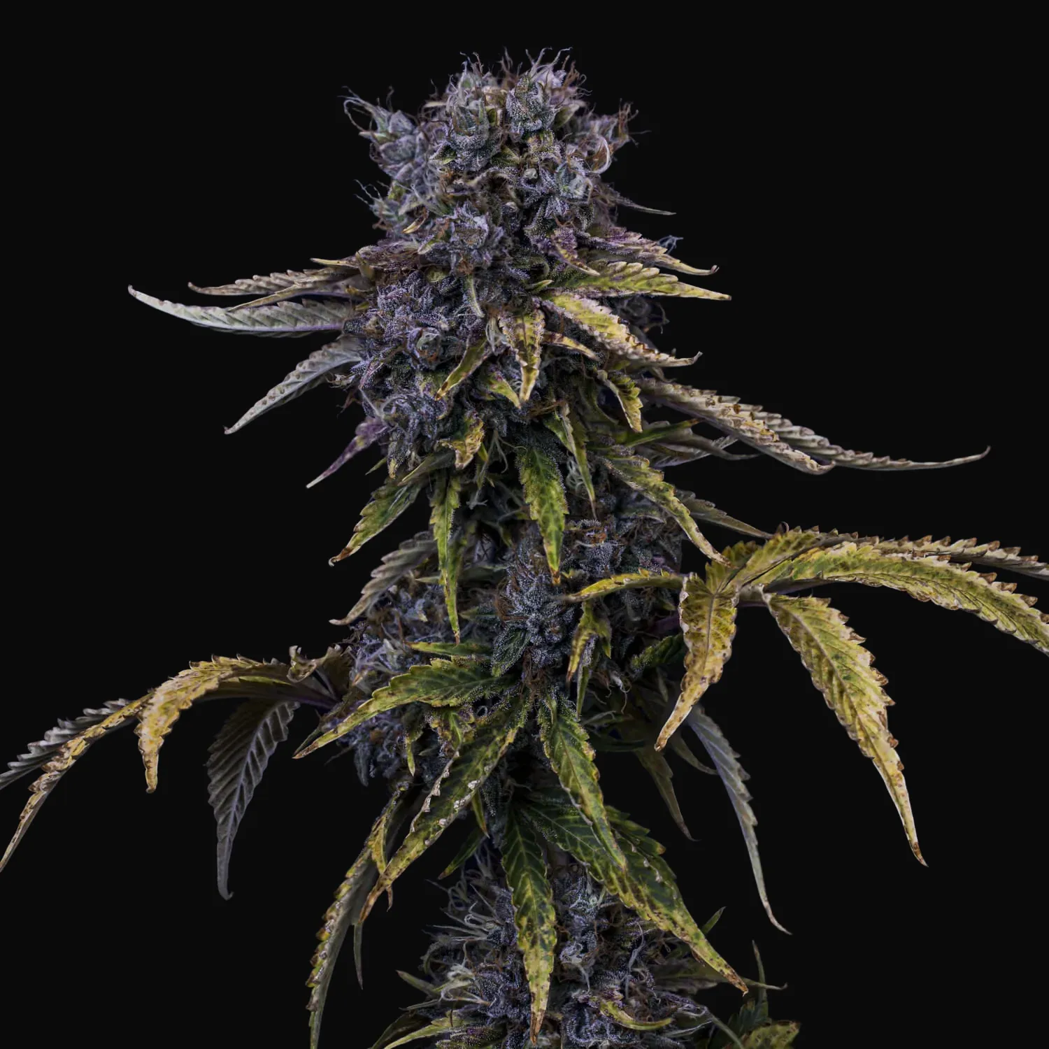 Ghost Toof Auto