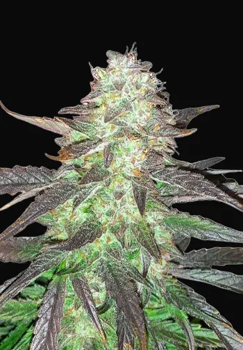 Ghost Train Haze Auto