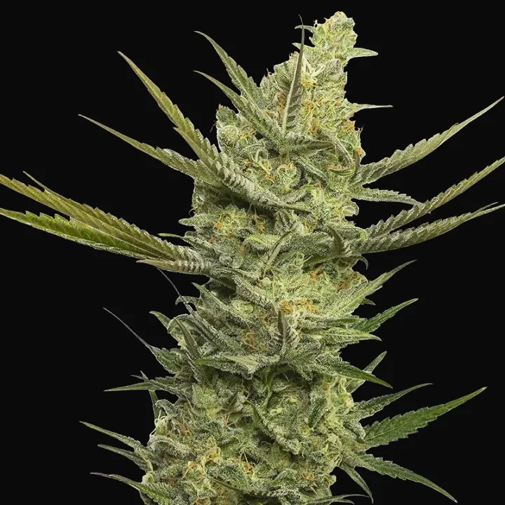 Gipsy Haze