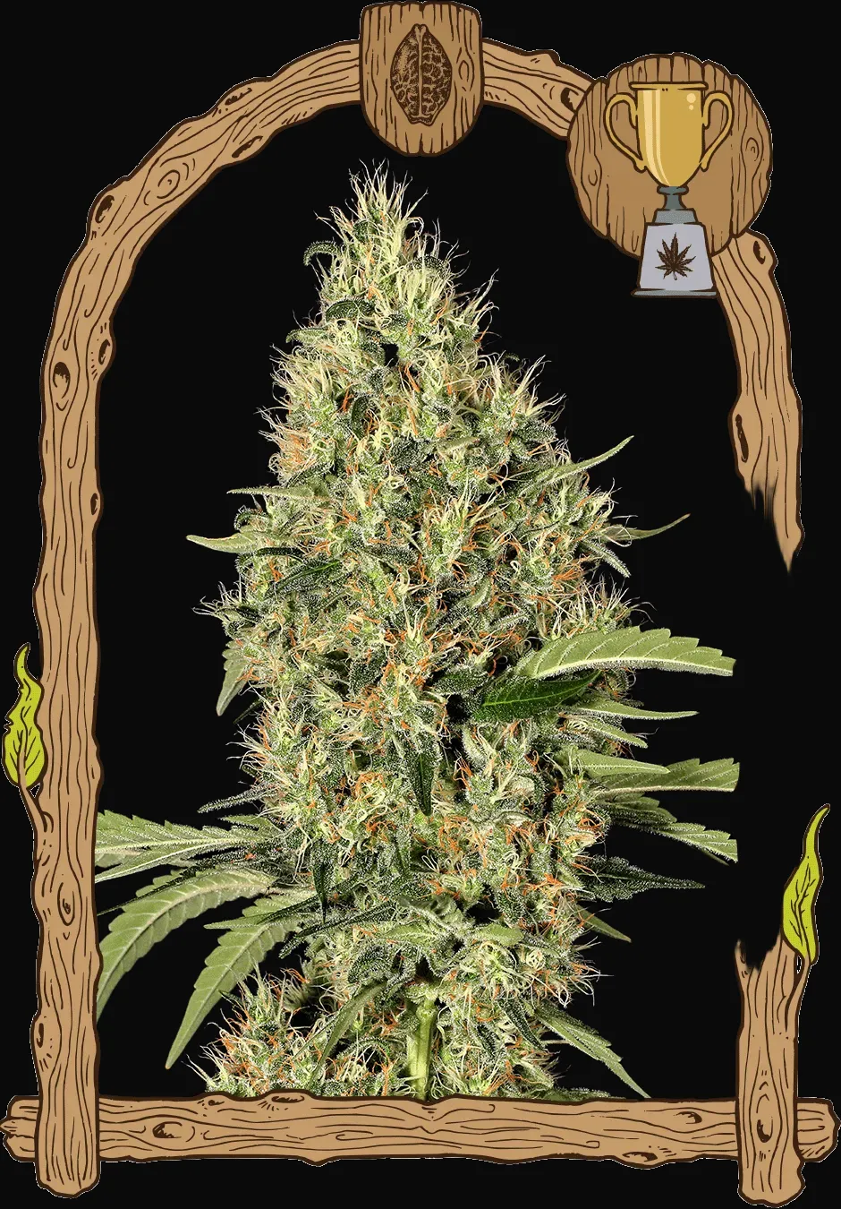 Gipsy Widow