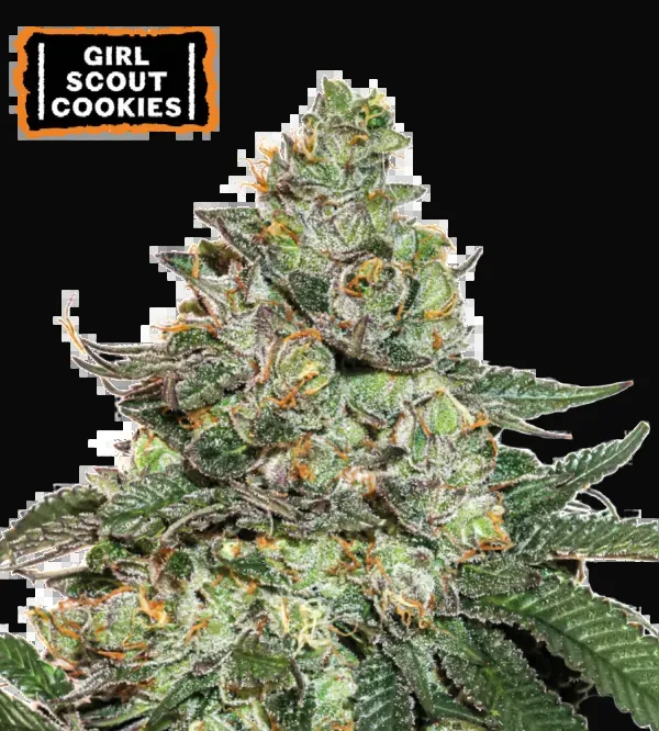 Girl Scout Cookies Auto