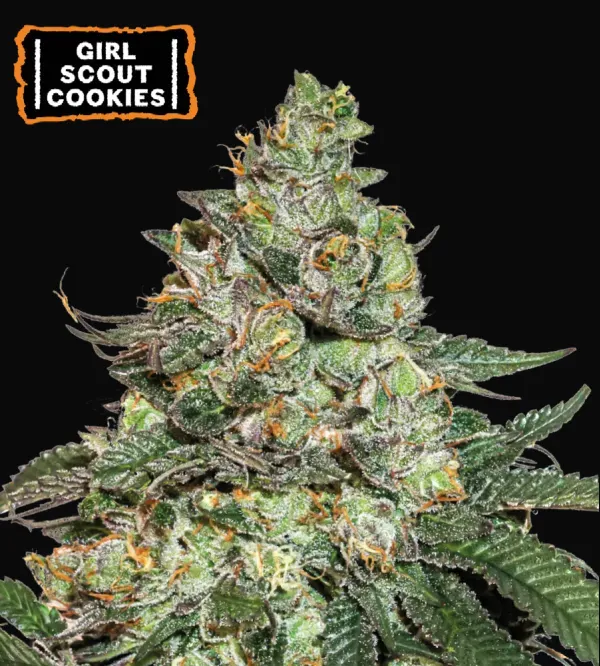Girl Scout Cookies Auto