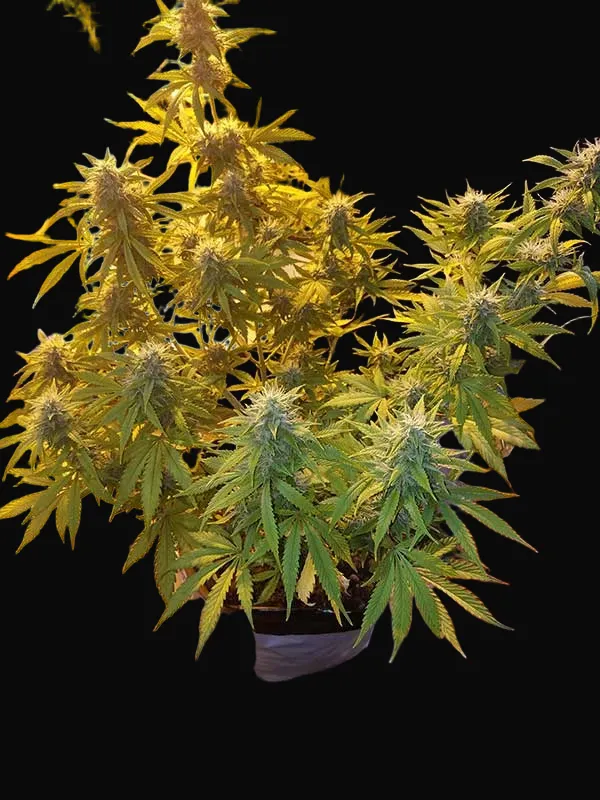 Girl Scout Cookies