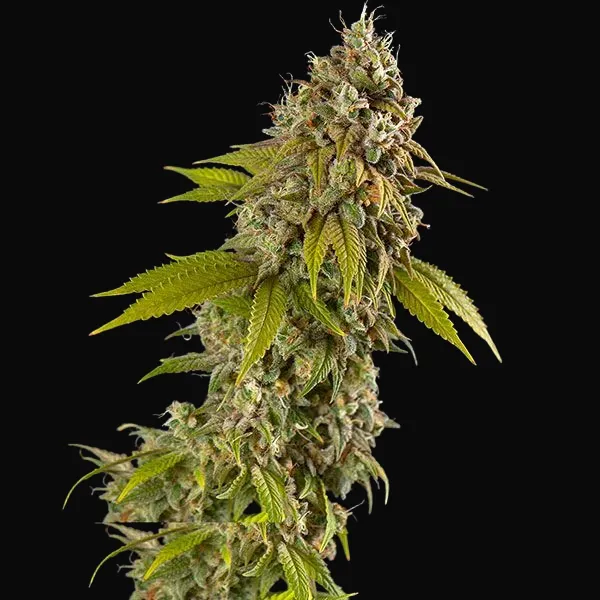 Girl Scout Cookies Auto