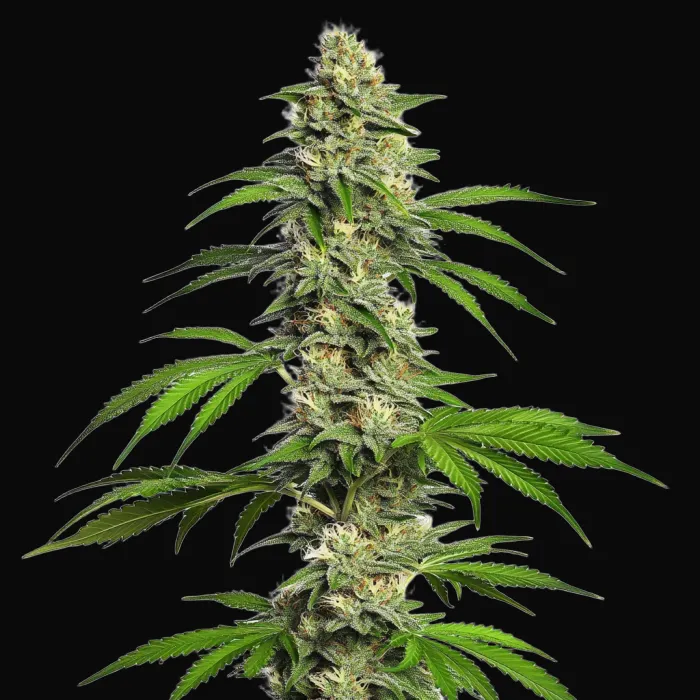 Girl Scout Cookies Autoflower