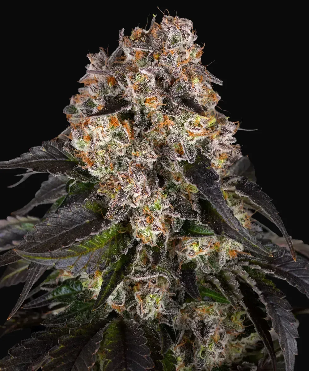 Girl Scout Cookies