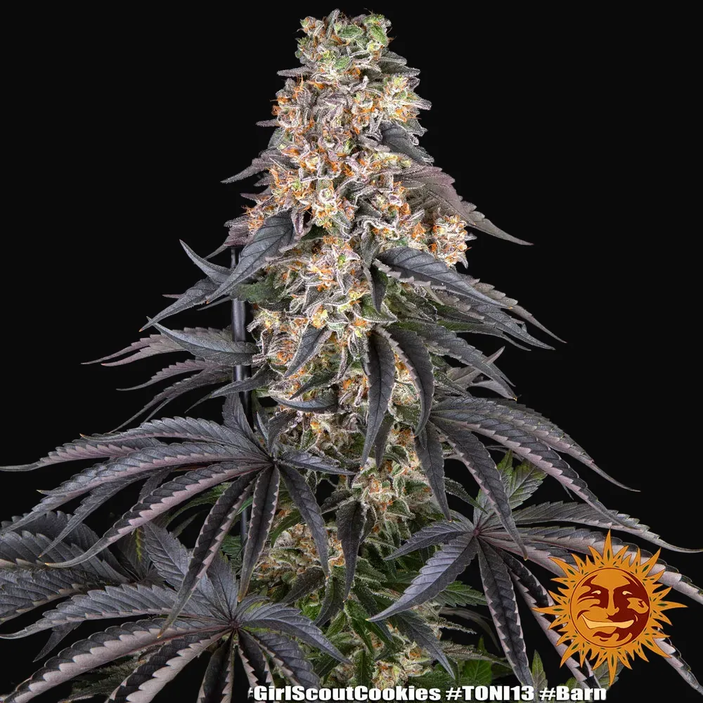 Girl Scout Cookies