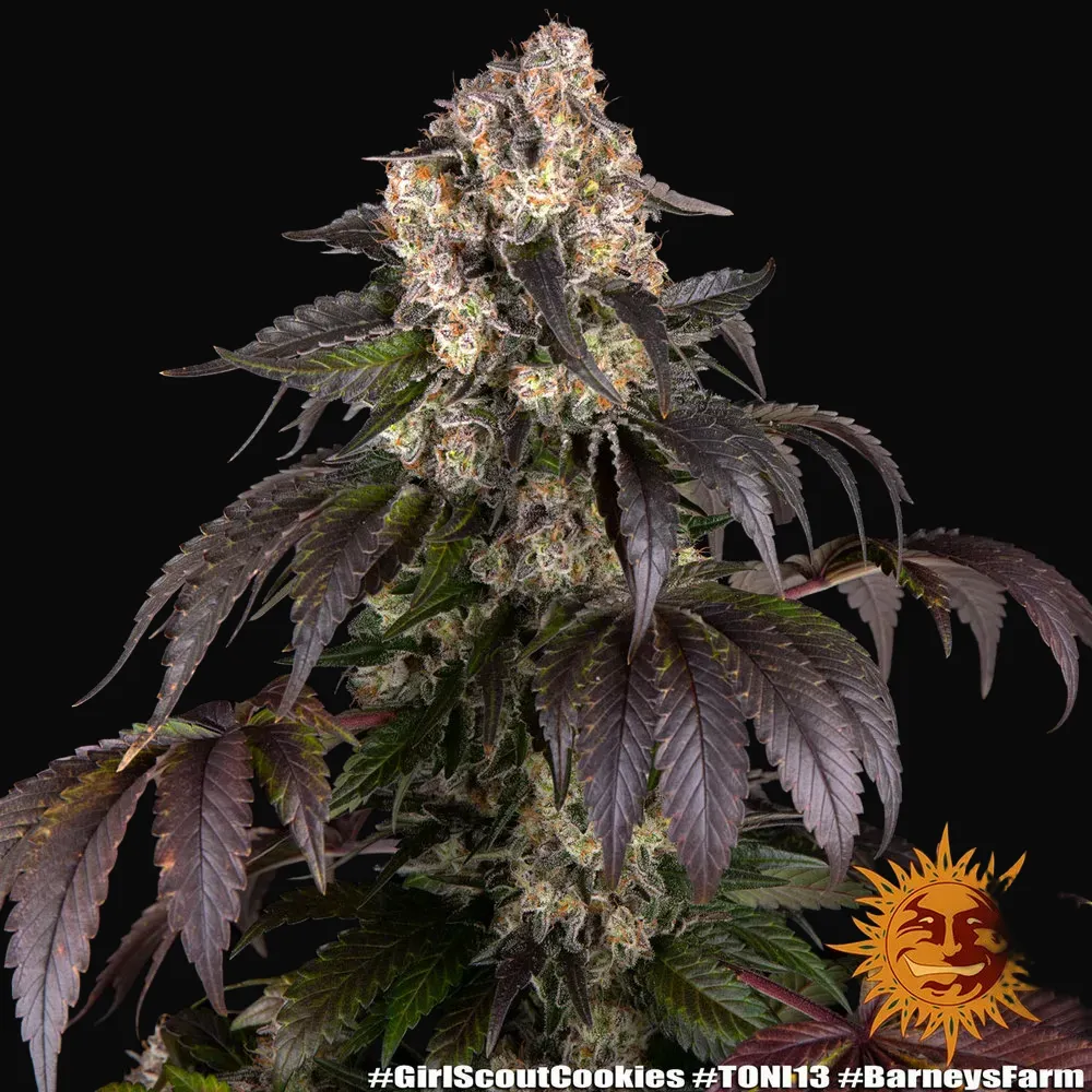 Girl Scout Cookies