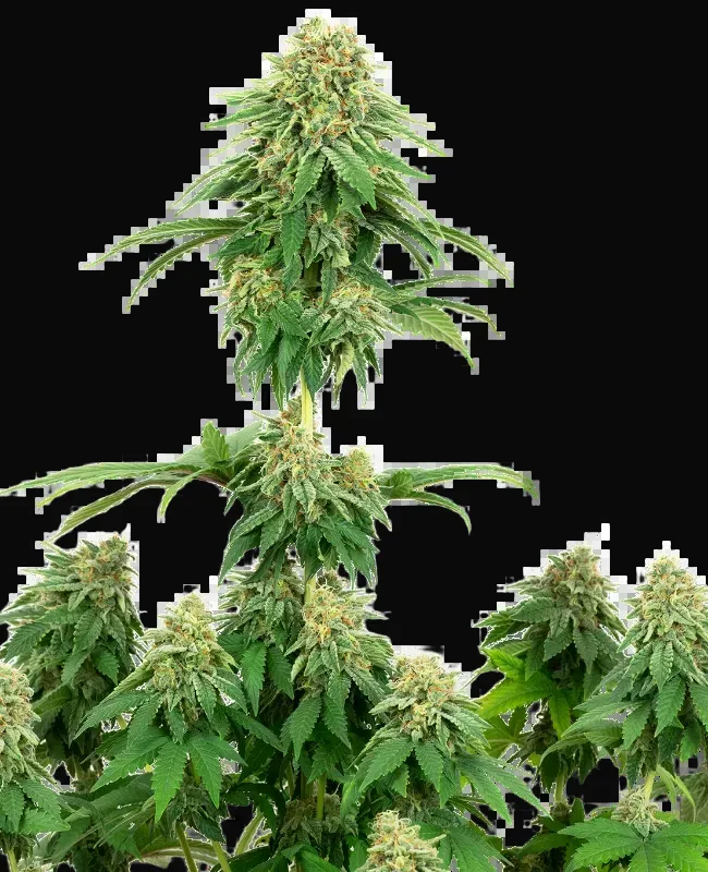 Girl Scout Cookies Feminized
