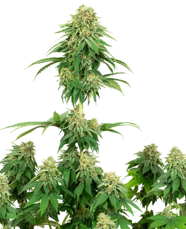 Girl Scout Cookies Feminized
