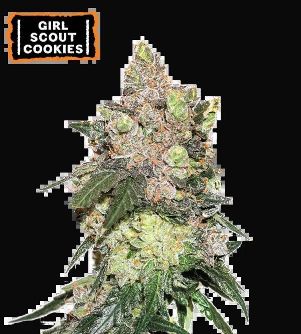 Girl Scout Cookies