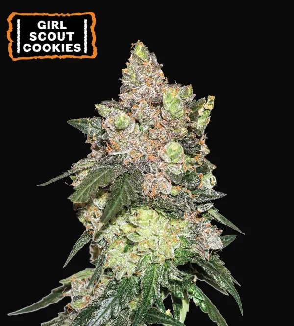 Girl Scout Cookies
