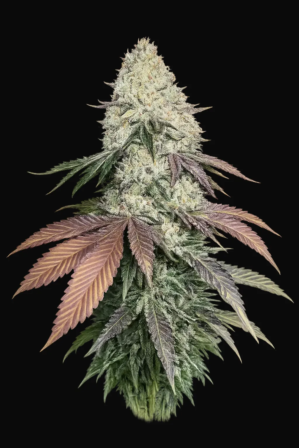 Girl Scout Cookies