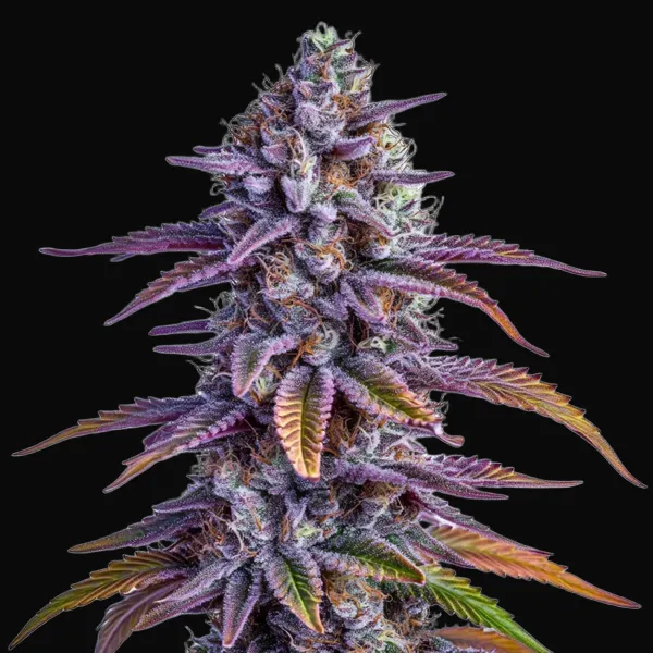 Glookies Auto